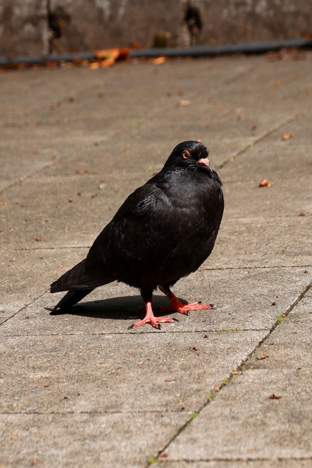 a black bird is standing on a sidewalk