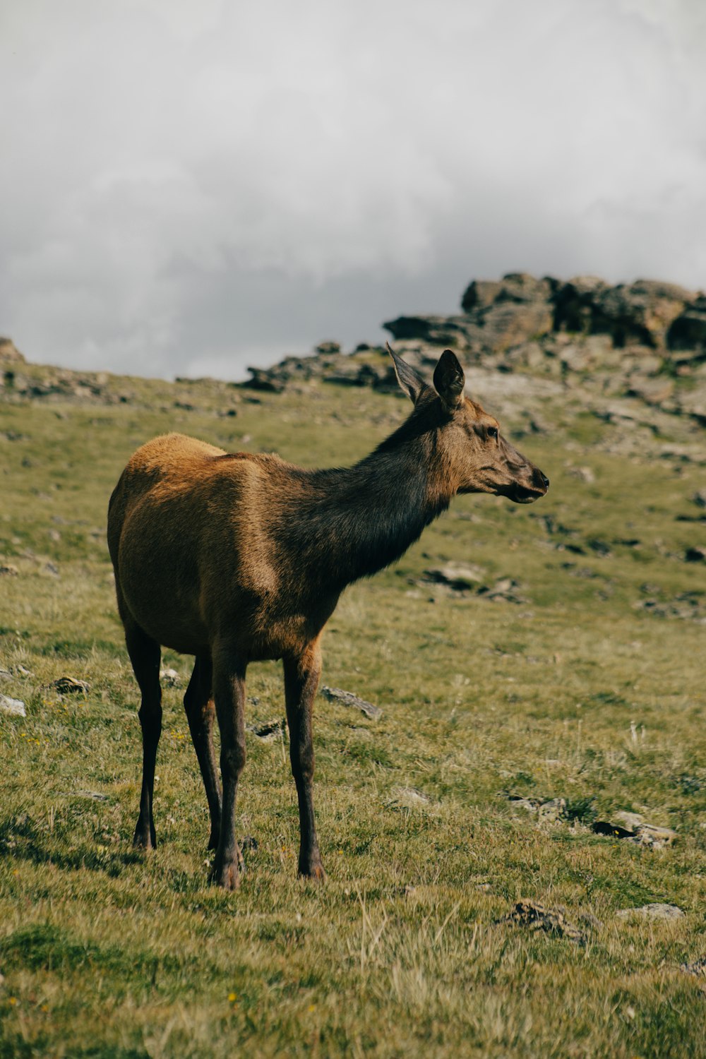 a brown animal standing on top of a lush green field