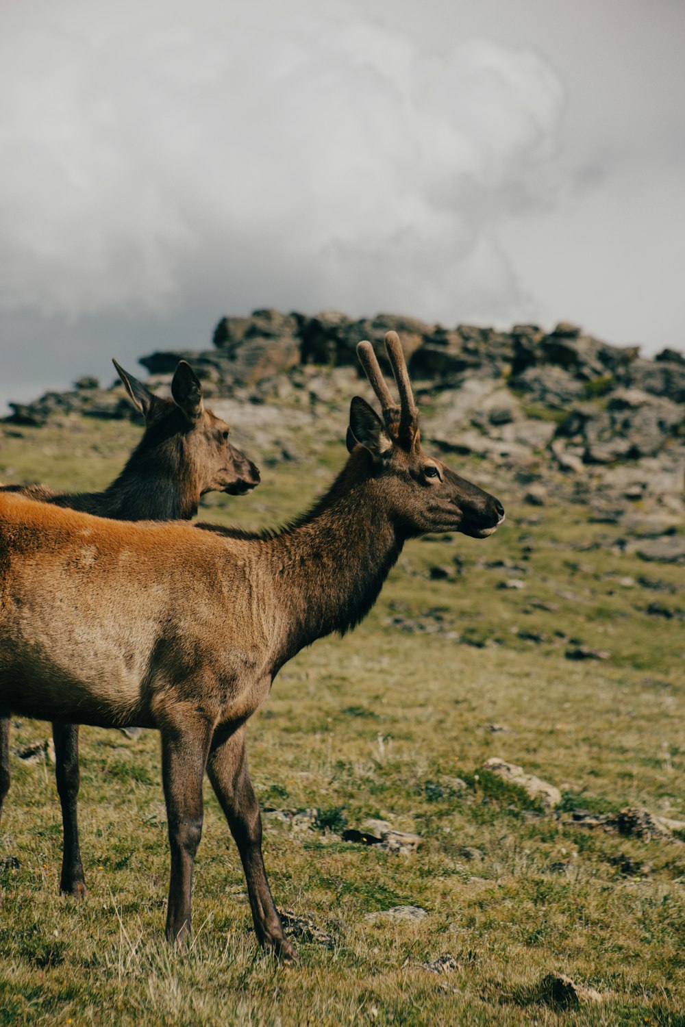 a couple of deer standing on top of a grass covered field