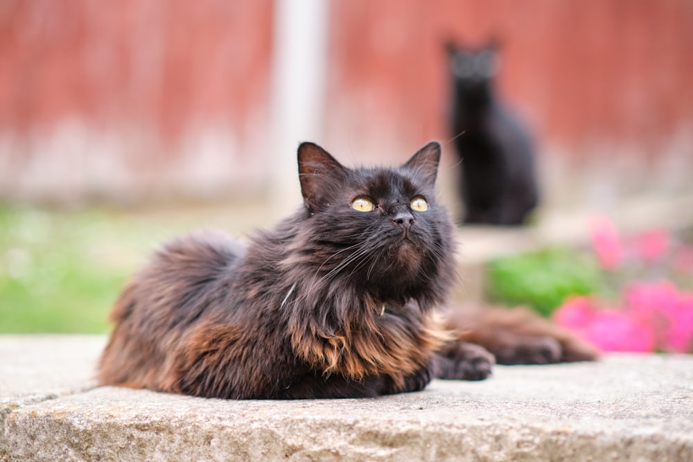 a black cat and a brown cat sitting on a cement slab