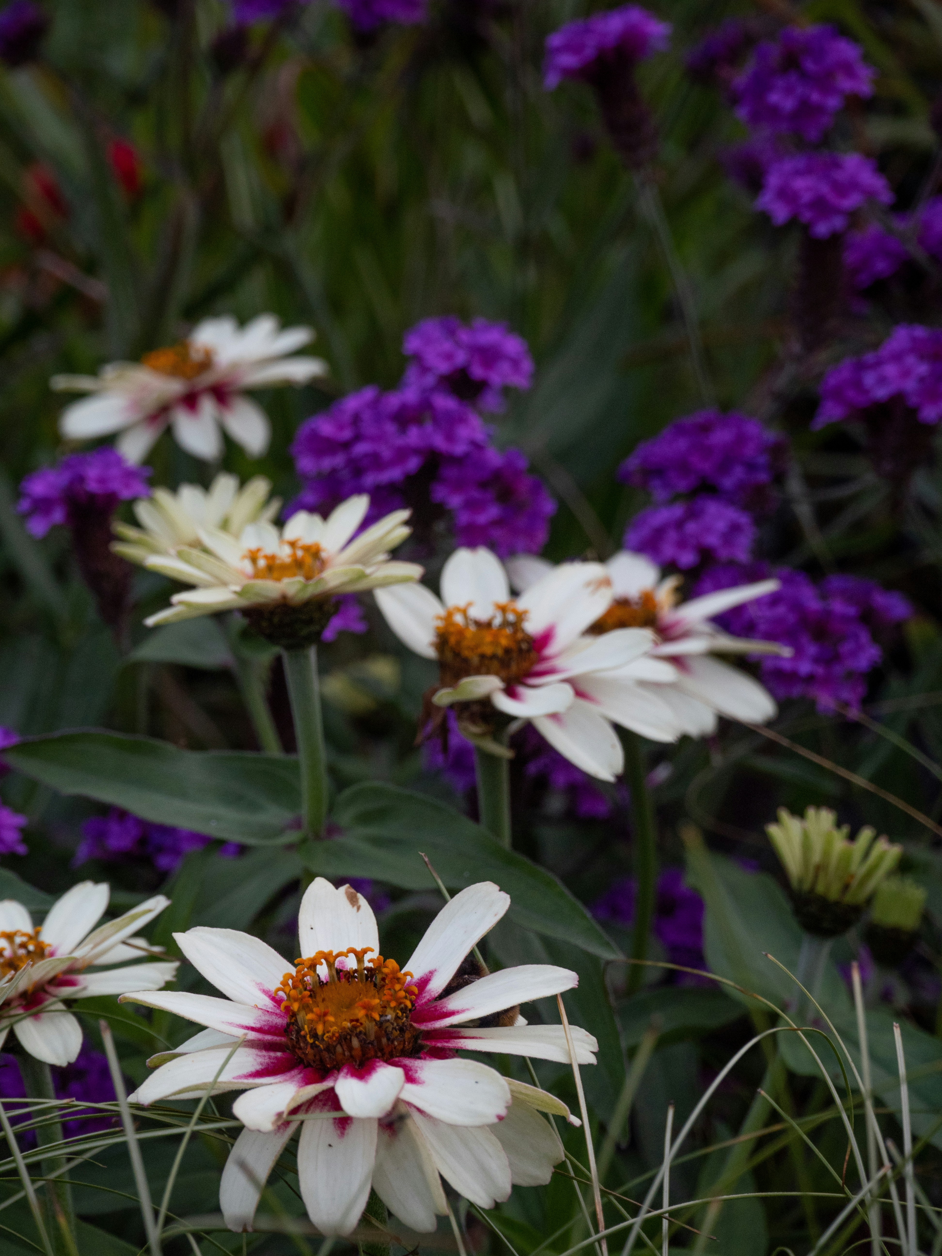 Photo by janifreelancing