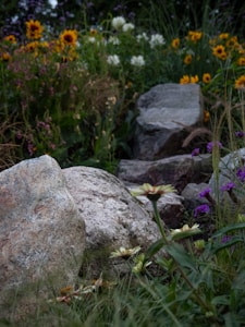 A lush garden landscape with an assortment of colorful wildflowers, including sunflowers and other blossoms, surrounded by green foliage. Several large, natural stones are scattered throughout, hinting at a natural rock formation or garden design feature. The scene is rich with textures from the plants and the rough surfaces of the stones.
