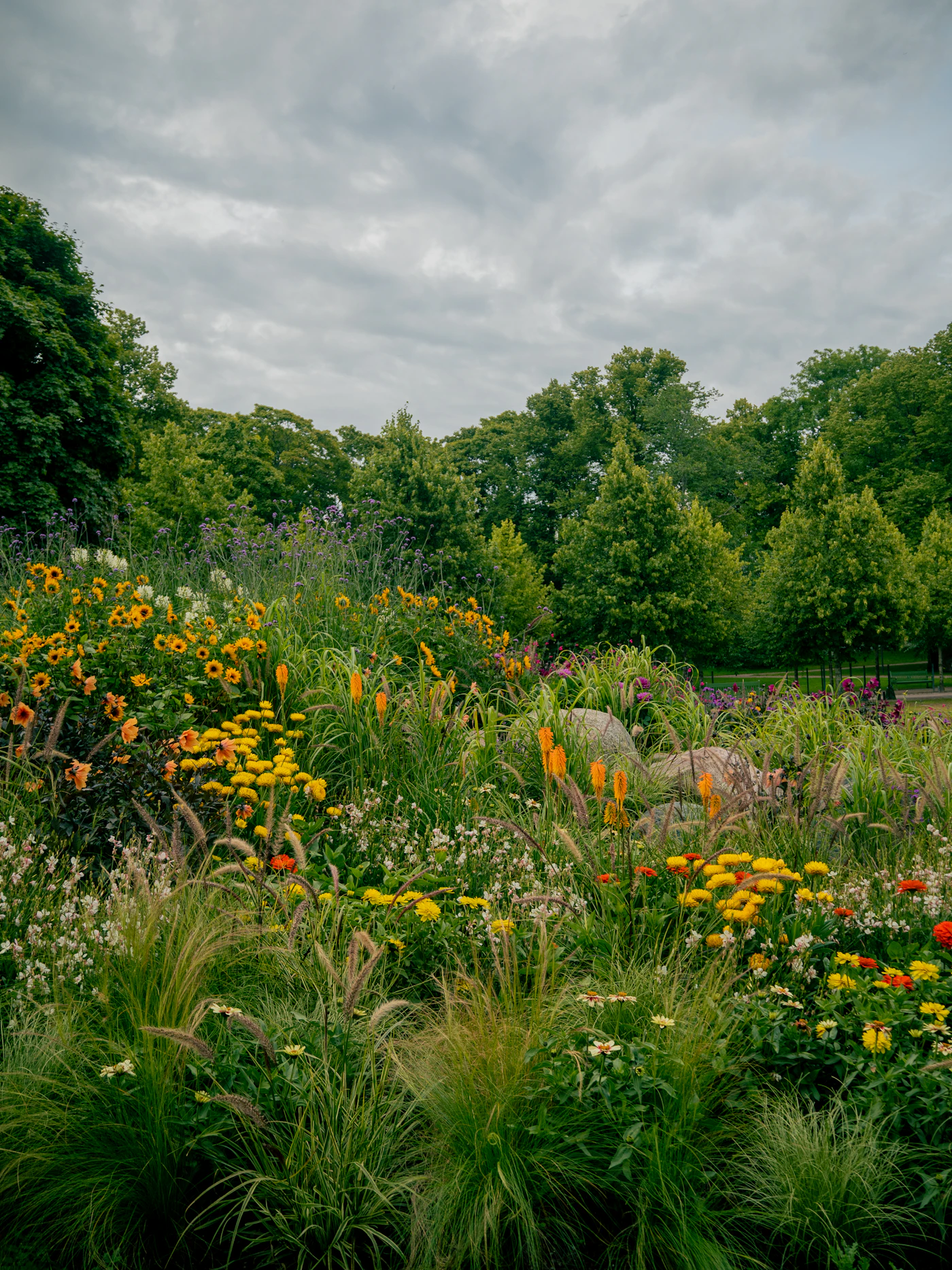 Wildflower meadow border in bloom