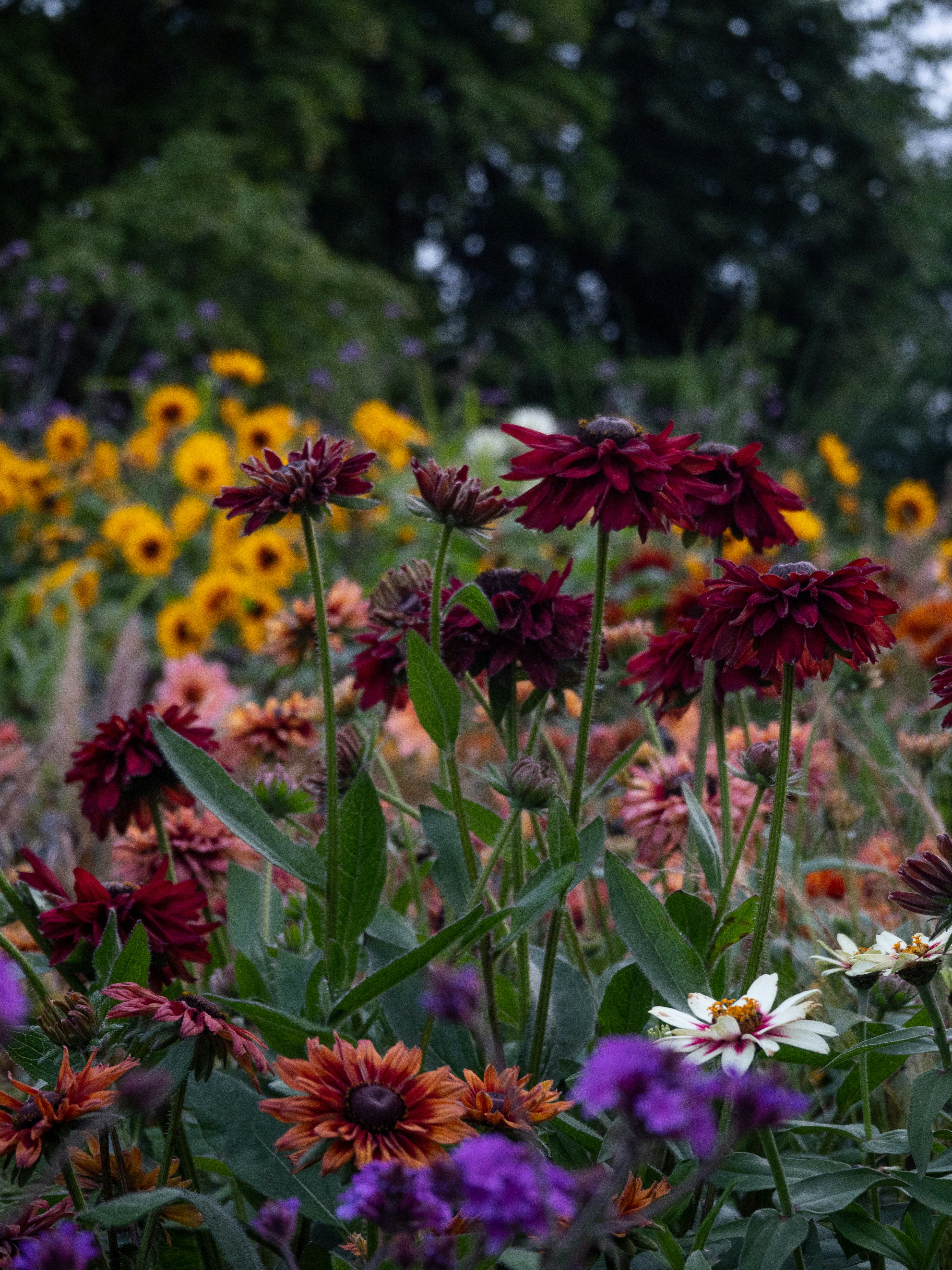 Photo by janifreelancing