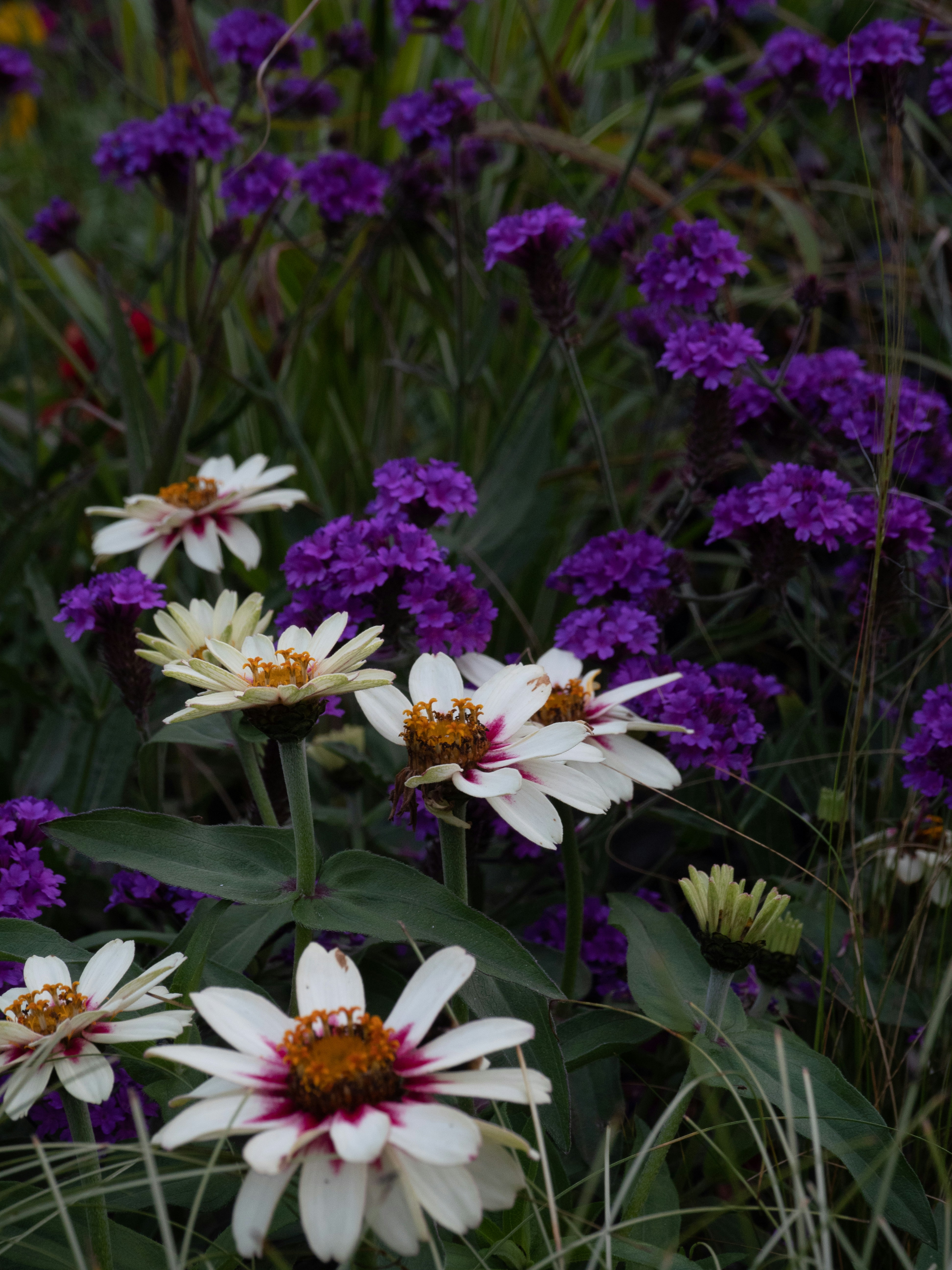 Photo by janifreelancing