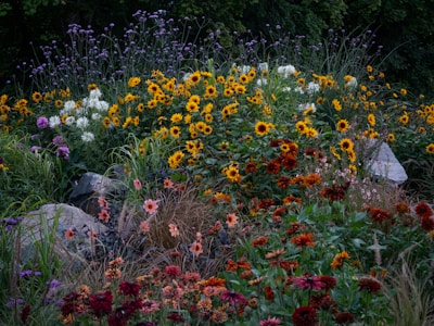 A lush garden full of vibrant flowers including sunflowers, daisies, and other colorful blossoms. The plants are densely packed with a variety of shades from bright yellows and oranges to dark reds and purples. Green foliage and rocks are interspersed throughout, adding texture and contrast to the lively scene.
