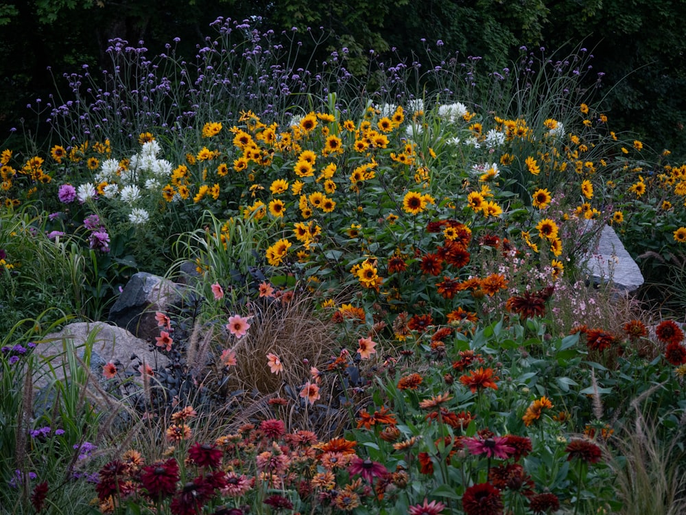 a field full of colorful flowers and rocks