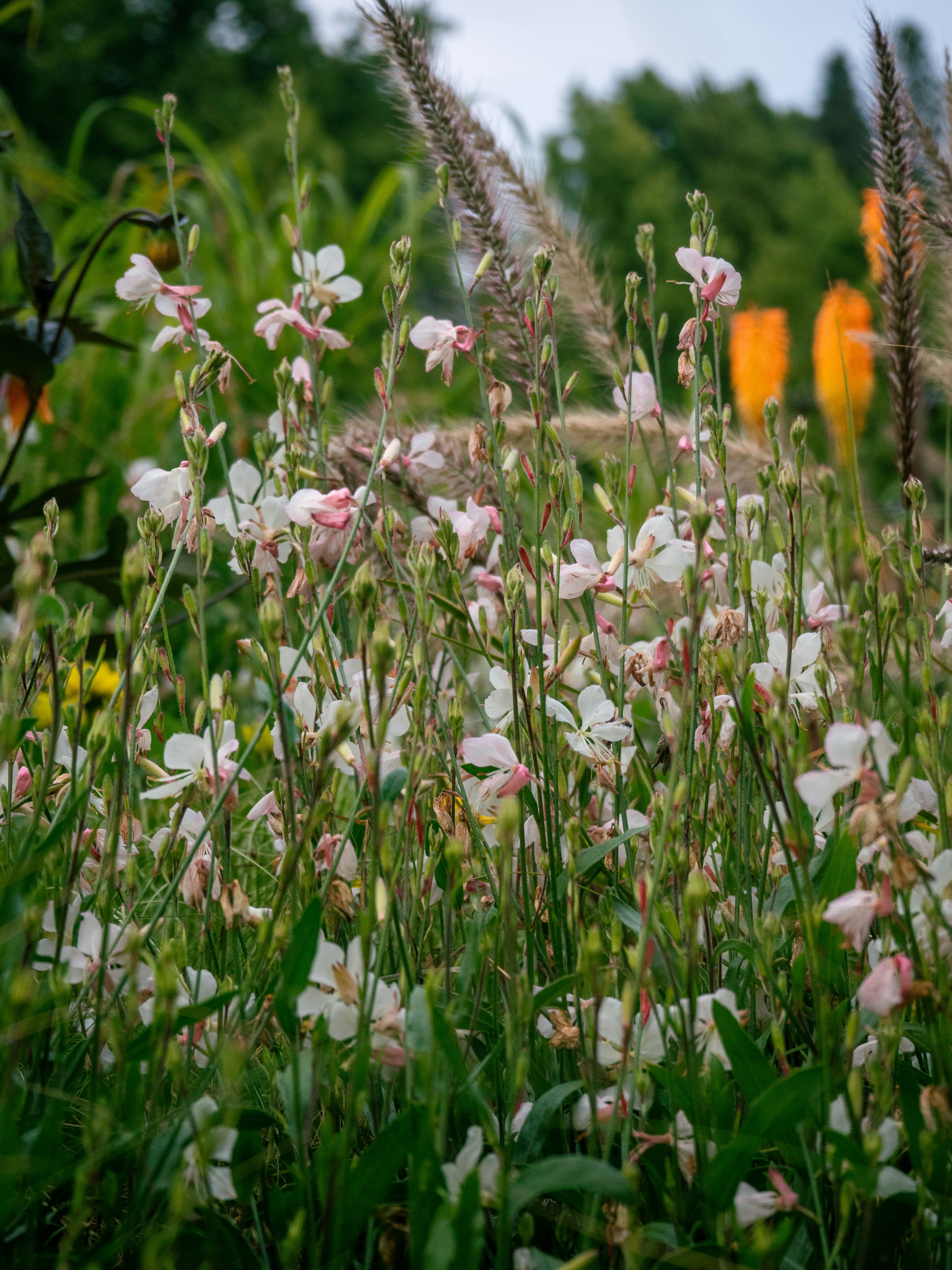 Creating Seasonal Interest Without Seasonal Disasters (image credits: unsplash)