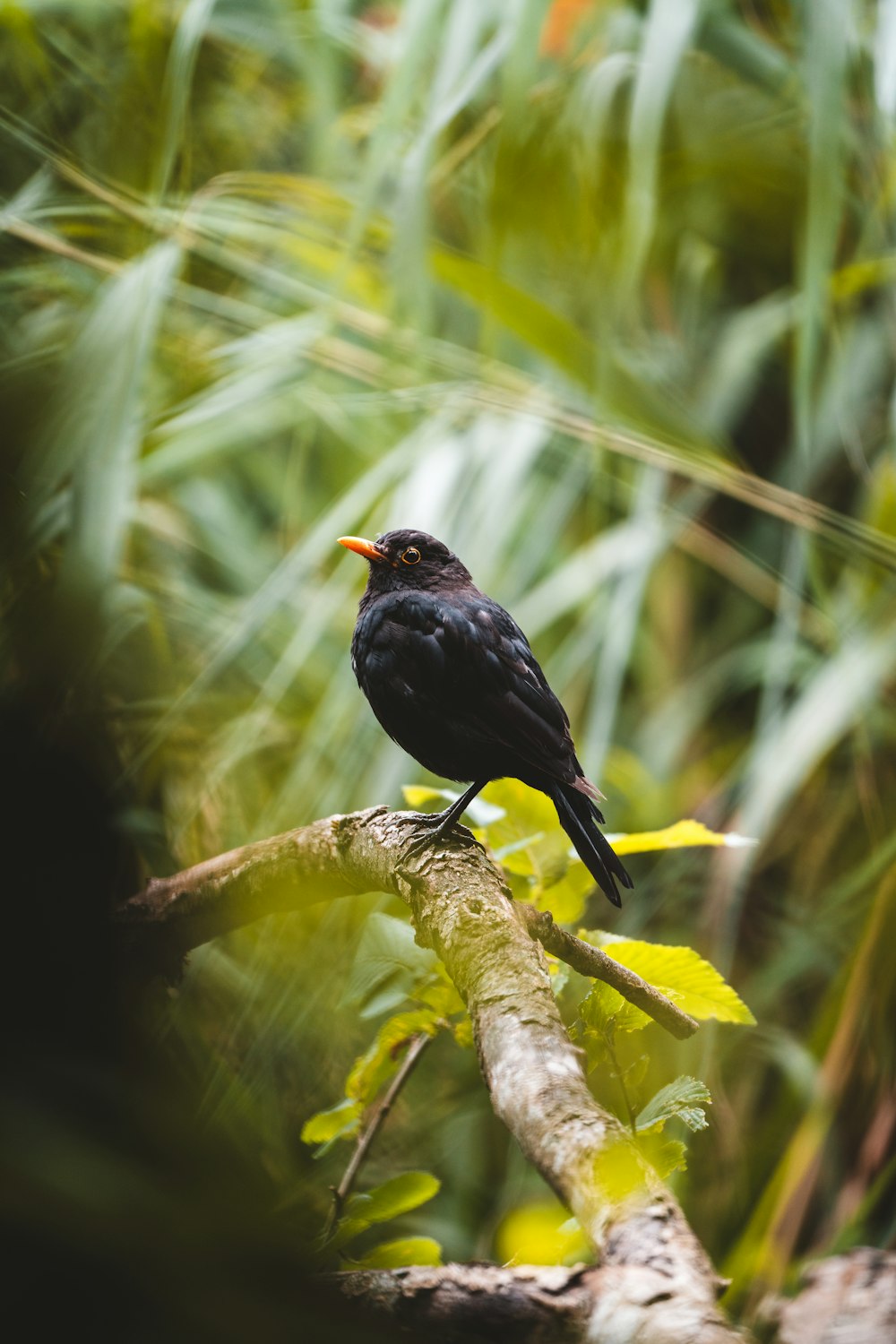 a black bird sitting on a branch in a forest