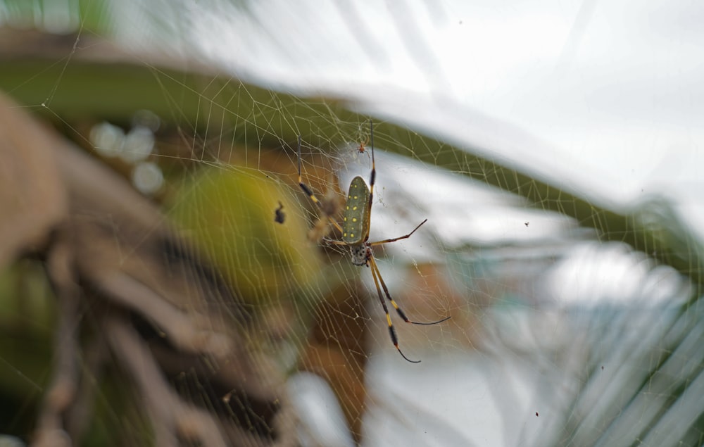 a close up of a spider on a web