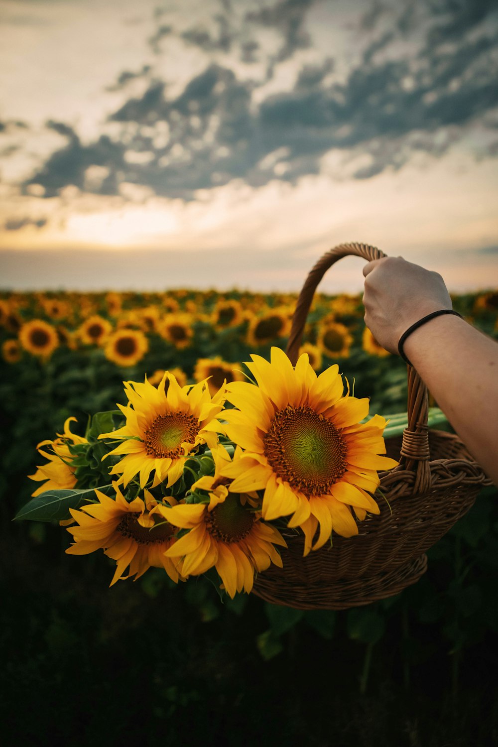 a person holding a basket of sunflowers in a field