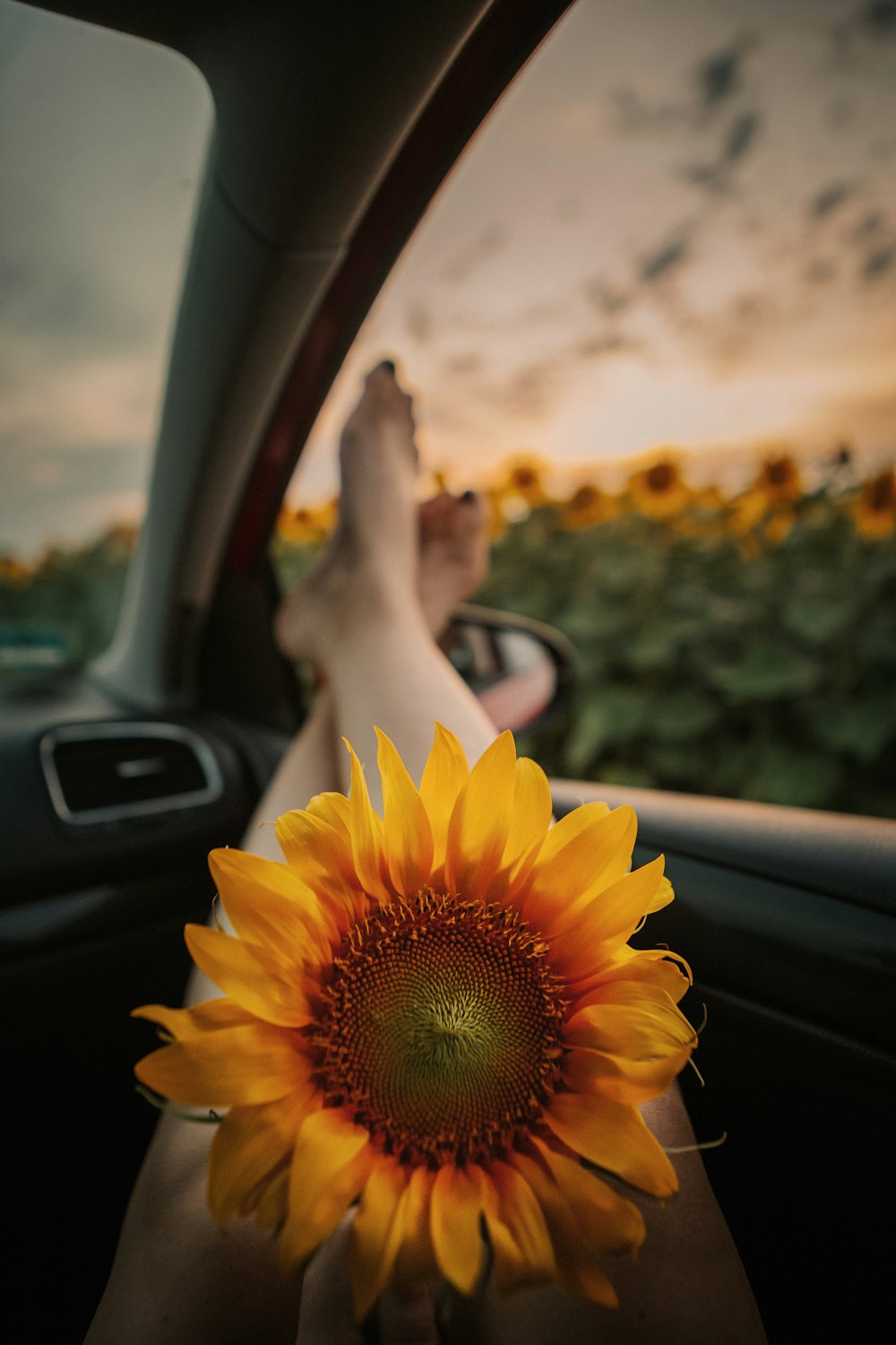 a sunflower sitting in the passenger seat of a car
