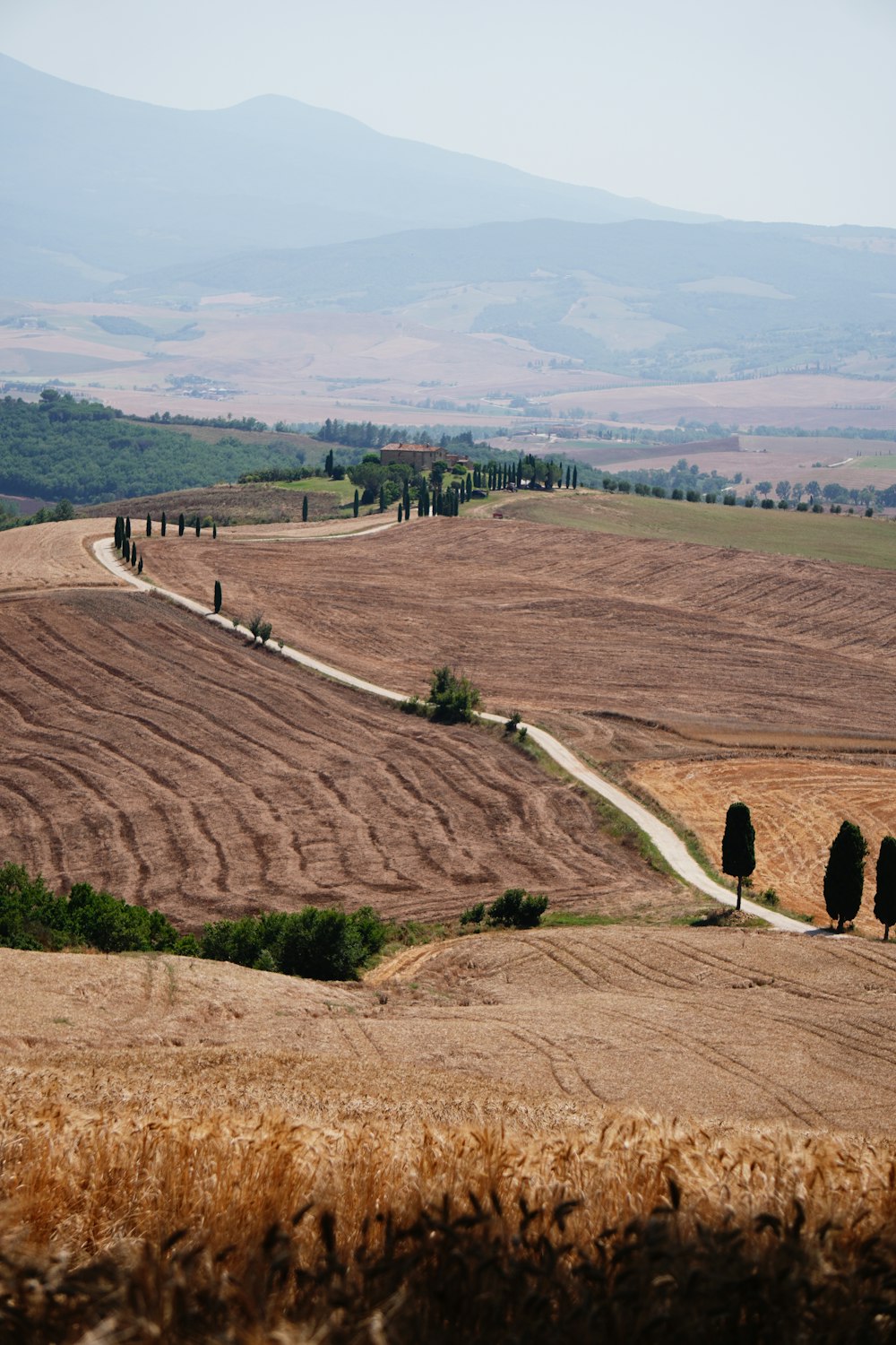 a field with trees and a road in the middle of it