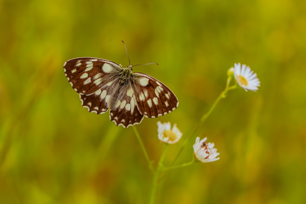 a brown and white butterfly sitting on a flower