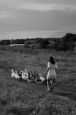 A person wearing a dress and boots walks along a dirt path in a rural setting, surrounded by a flock of geese. The landscape features wide open fields and distant trees under a vast sky, creating a peaceful countryside scene.