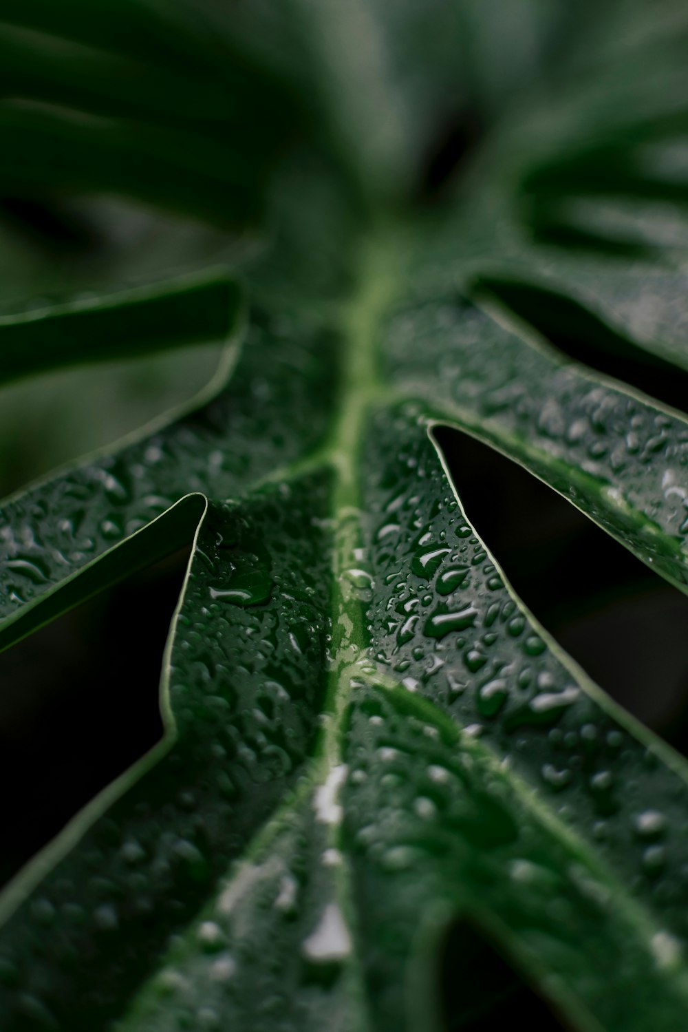 a close up of a green leaf with water droplets