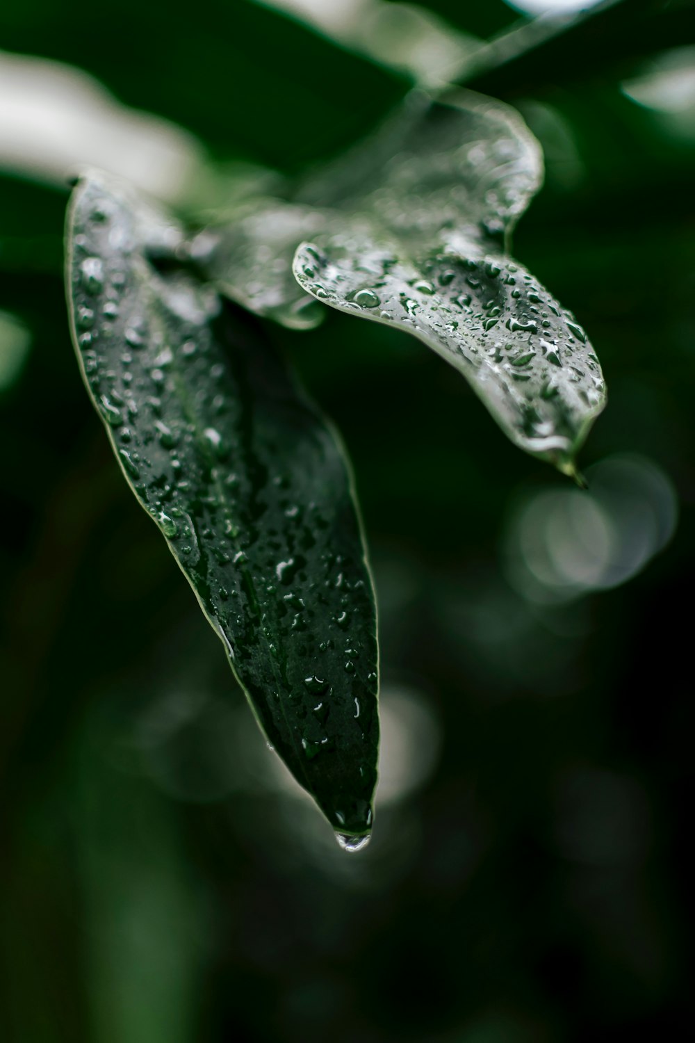 a green leaf with water droplets on it