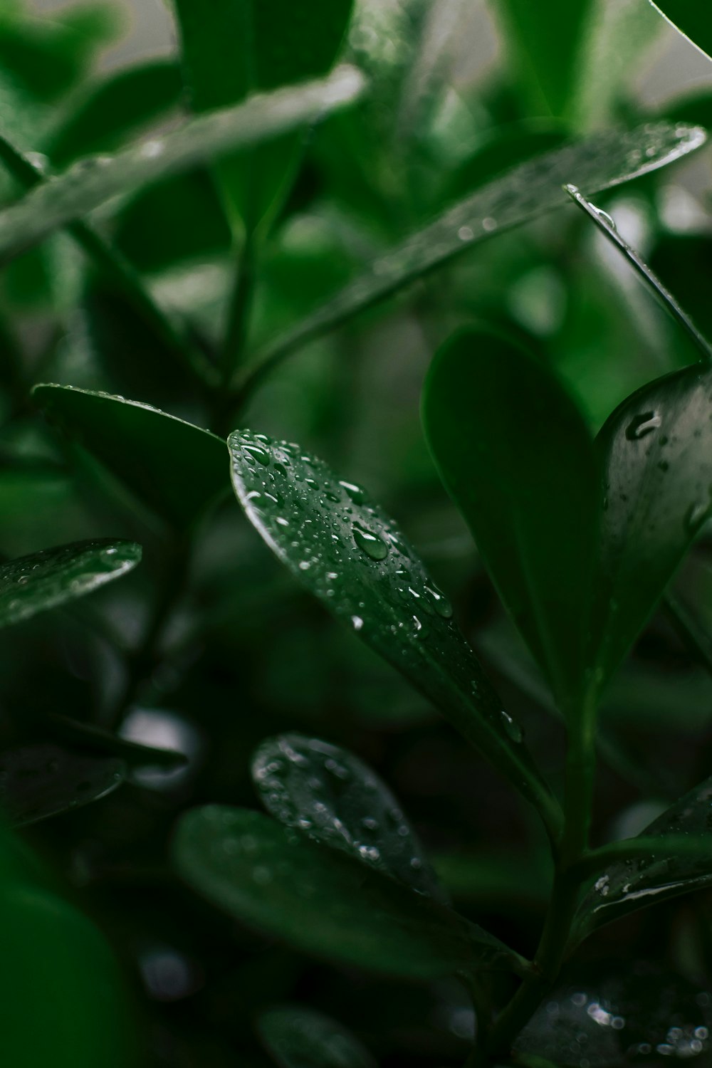 a close up of a plant with water droplets on it