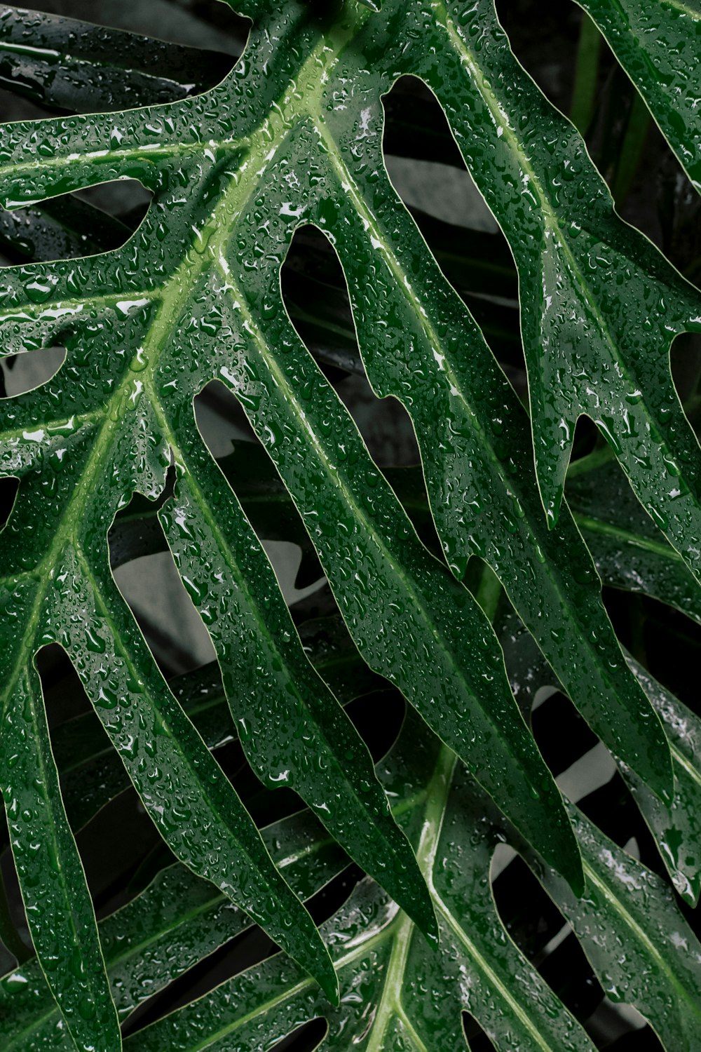 물방울이 묻은 녹색 잎사귀의 클로즈업