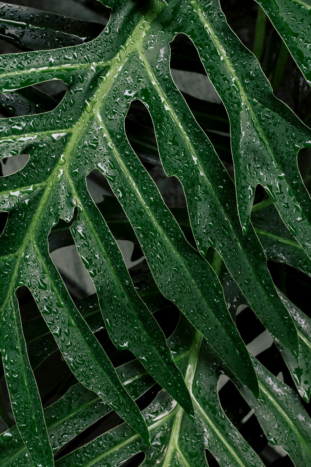 a close up of a green leaf with drops of water on it