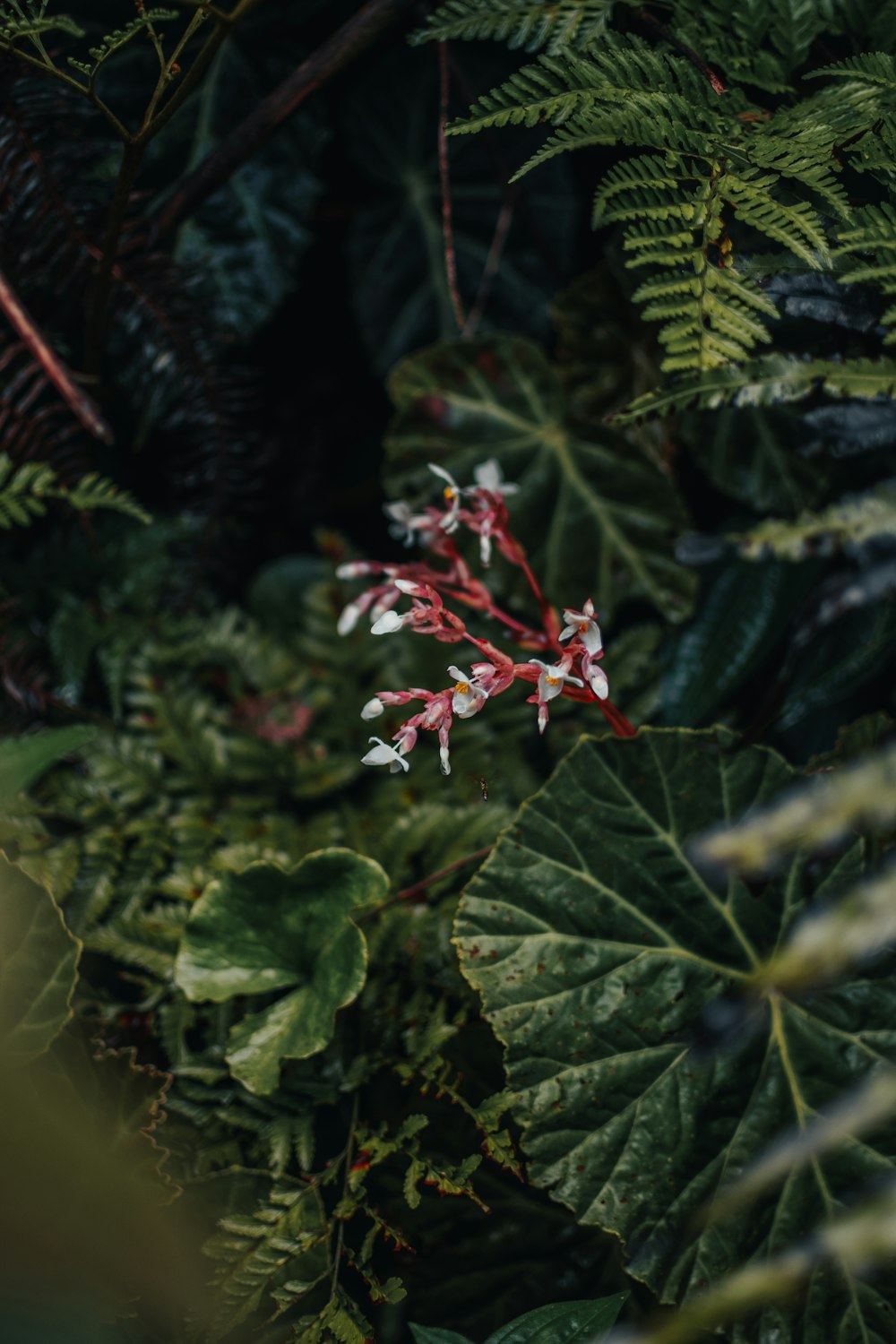 a close up of a plant with red and white flowers