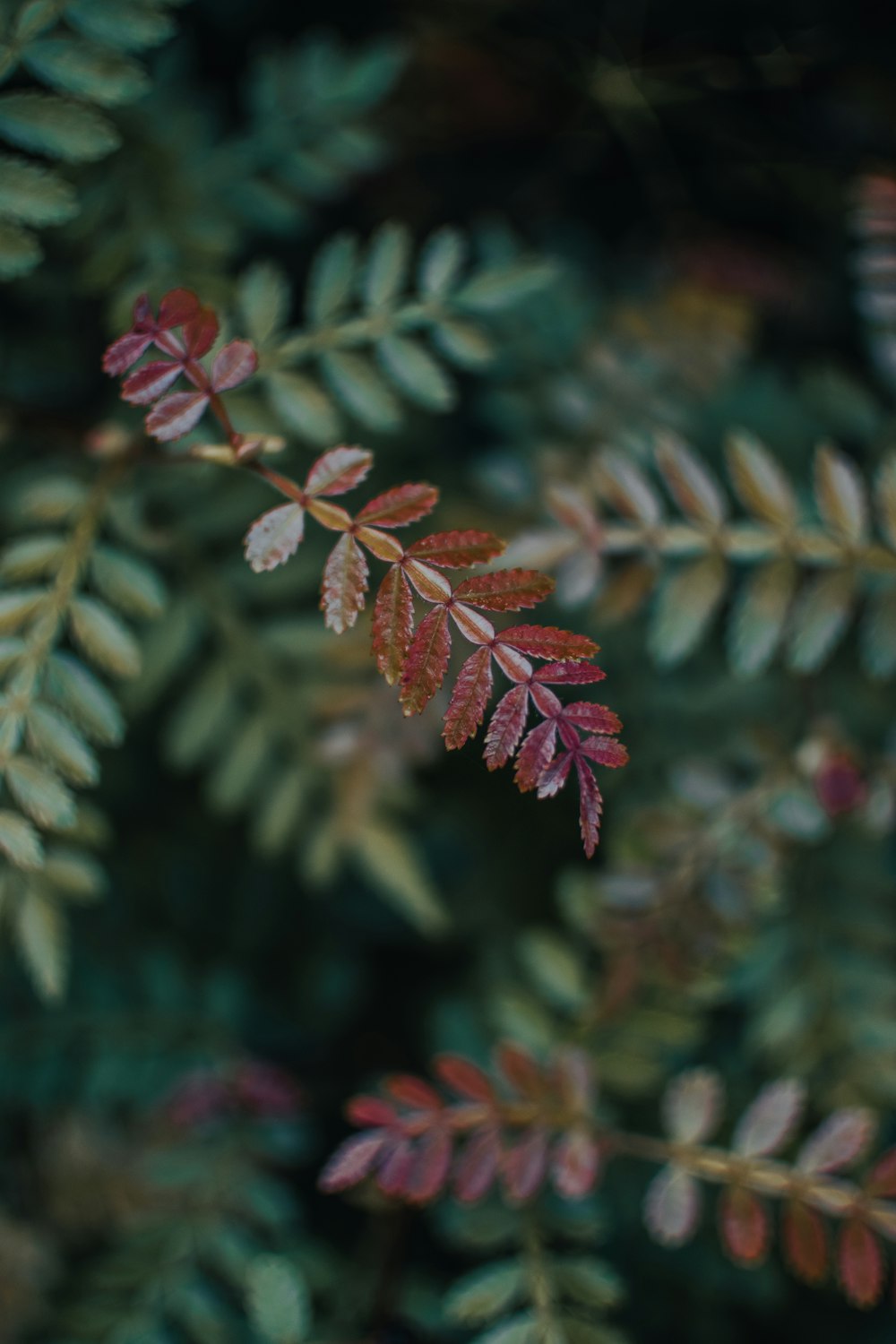 a close up of a plant with red and green leaves