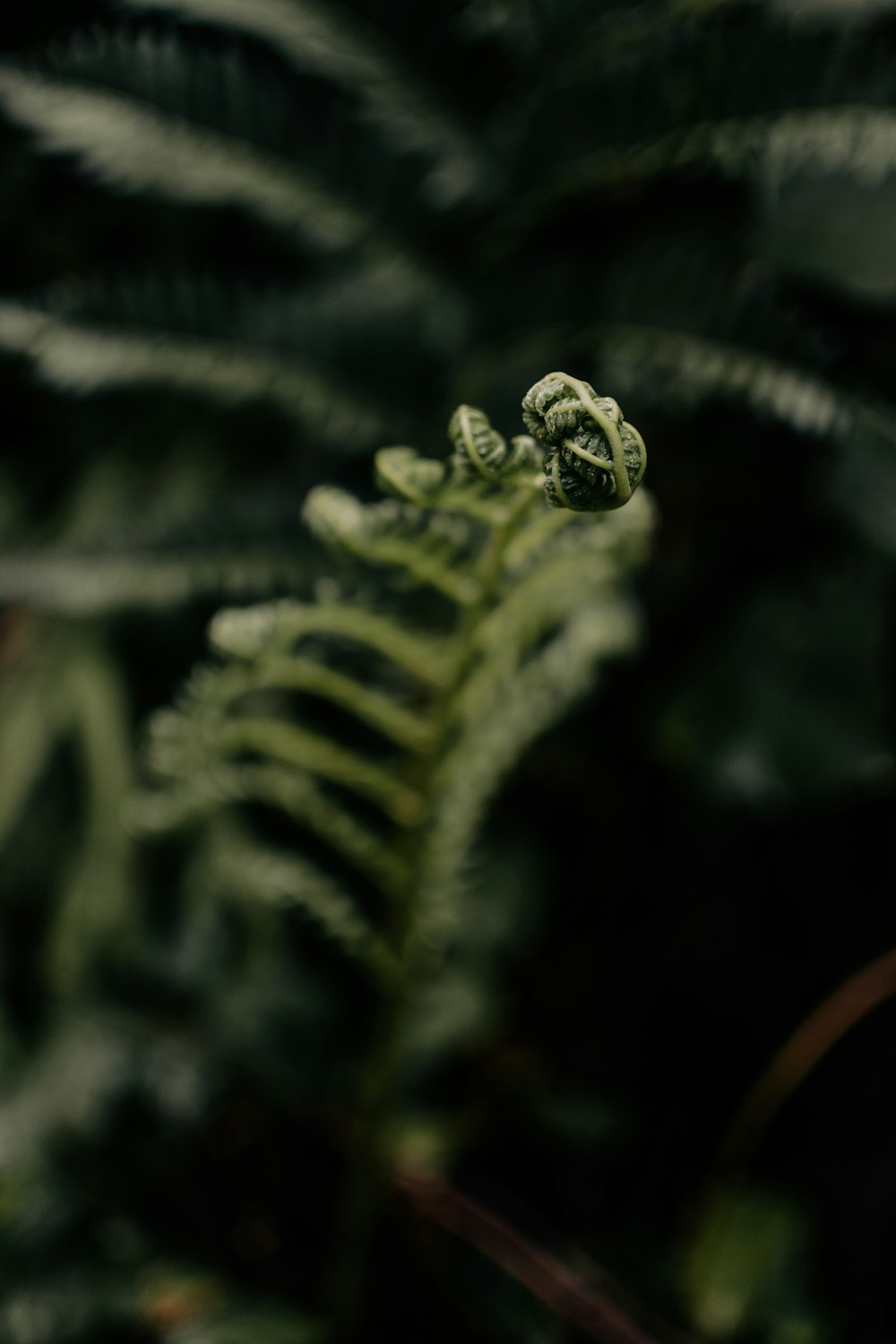 a close up of a green plant with lots of leaves