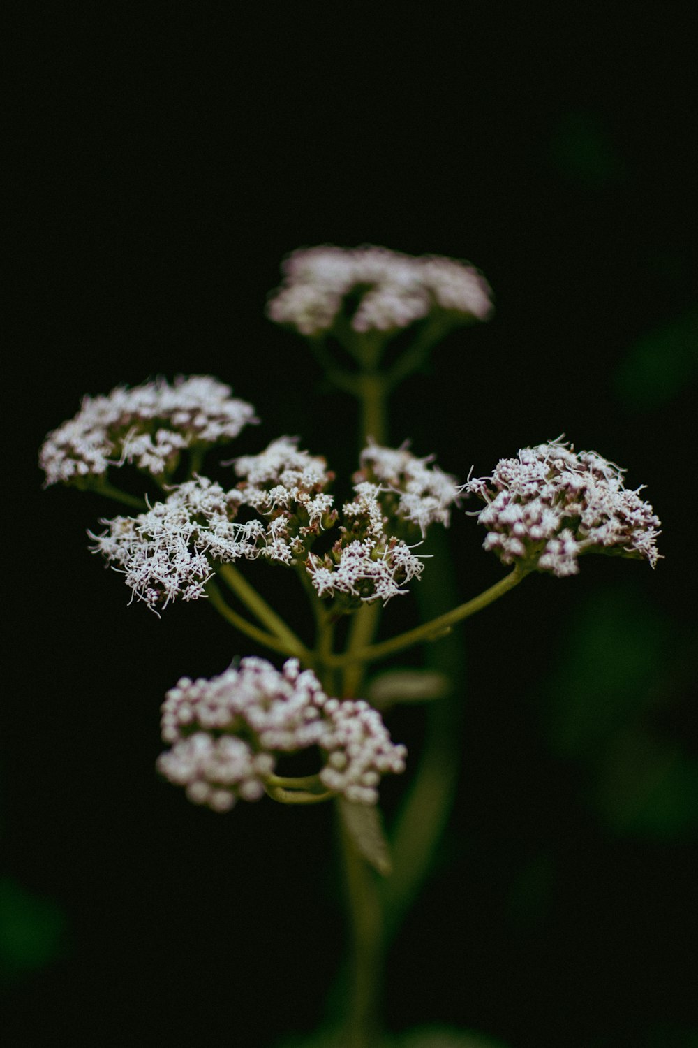 a close up of a white flower on a black background