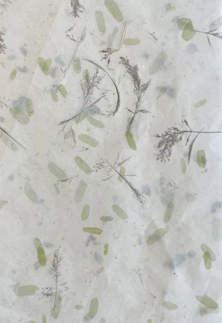 A vintage botanical illustration framed in aged parchment with soft linen textures.