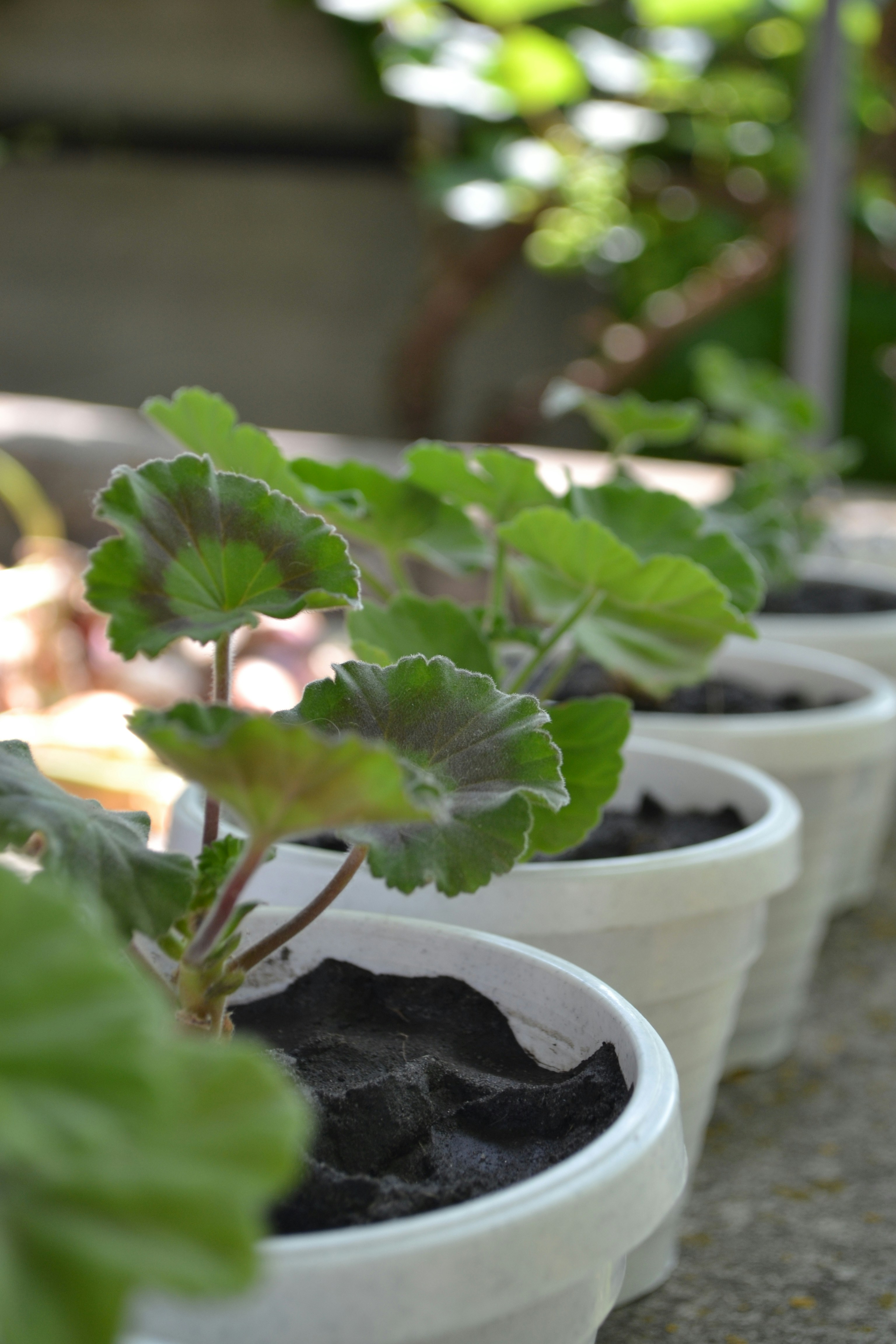 Fig Growing - a row of potted plants with dirt in them