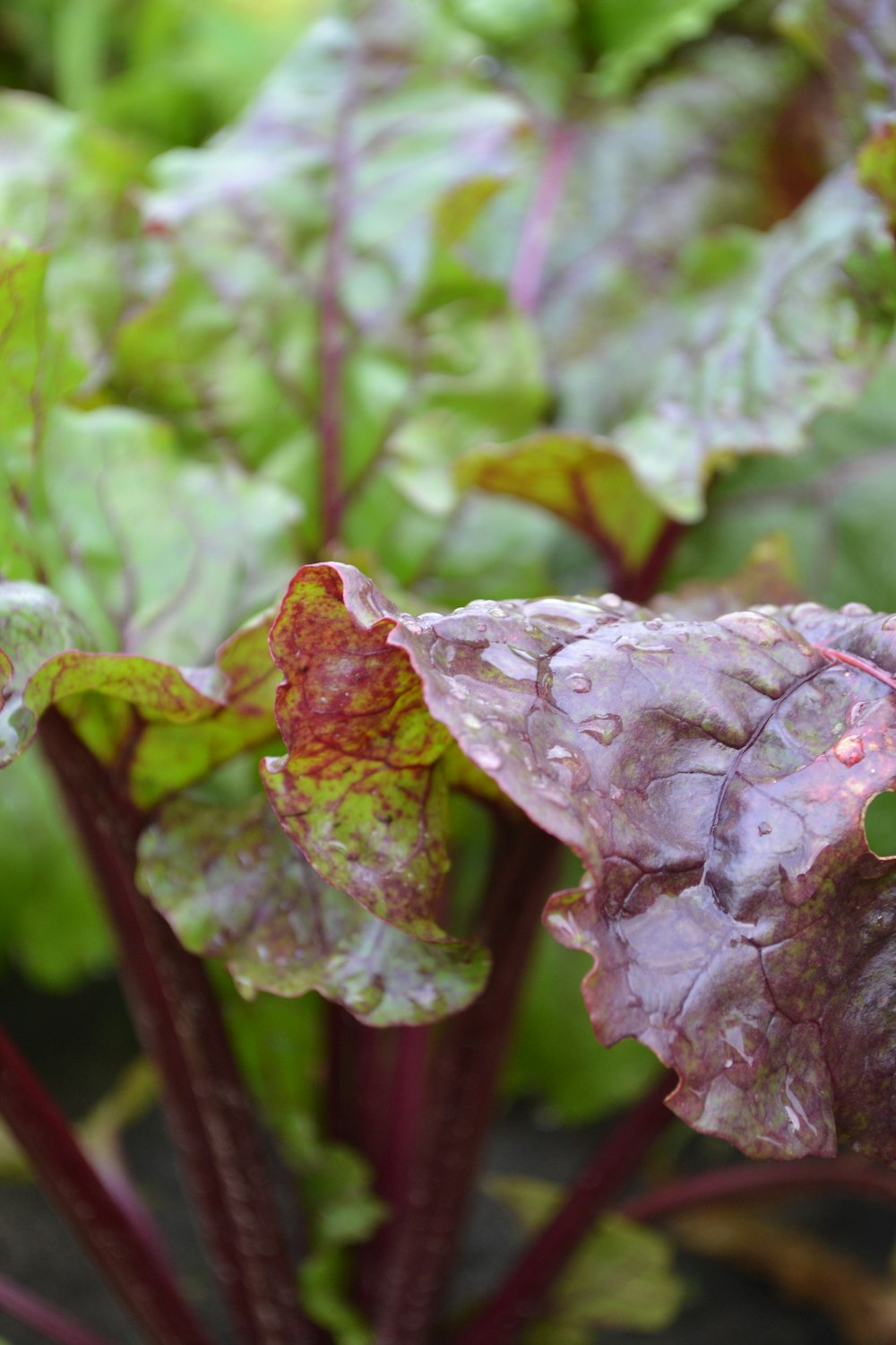 a close up of a plant with many leaves