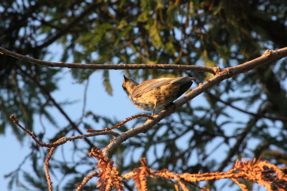 a bird sitting on a branch of a tree