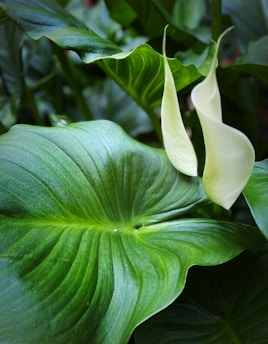 a close up of a large green leafy plant