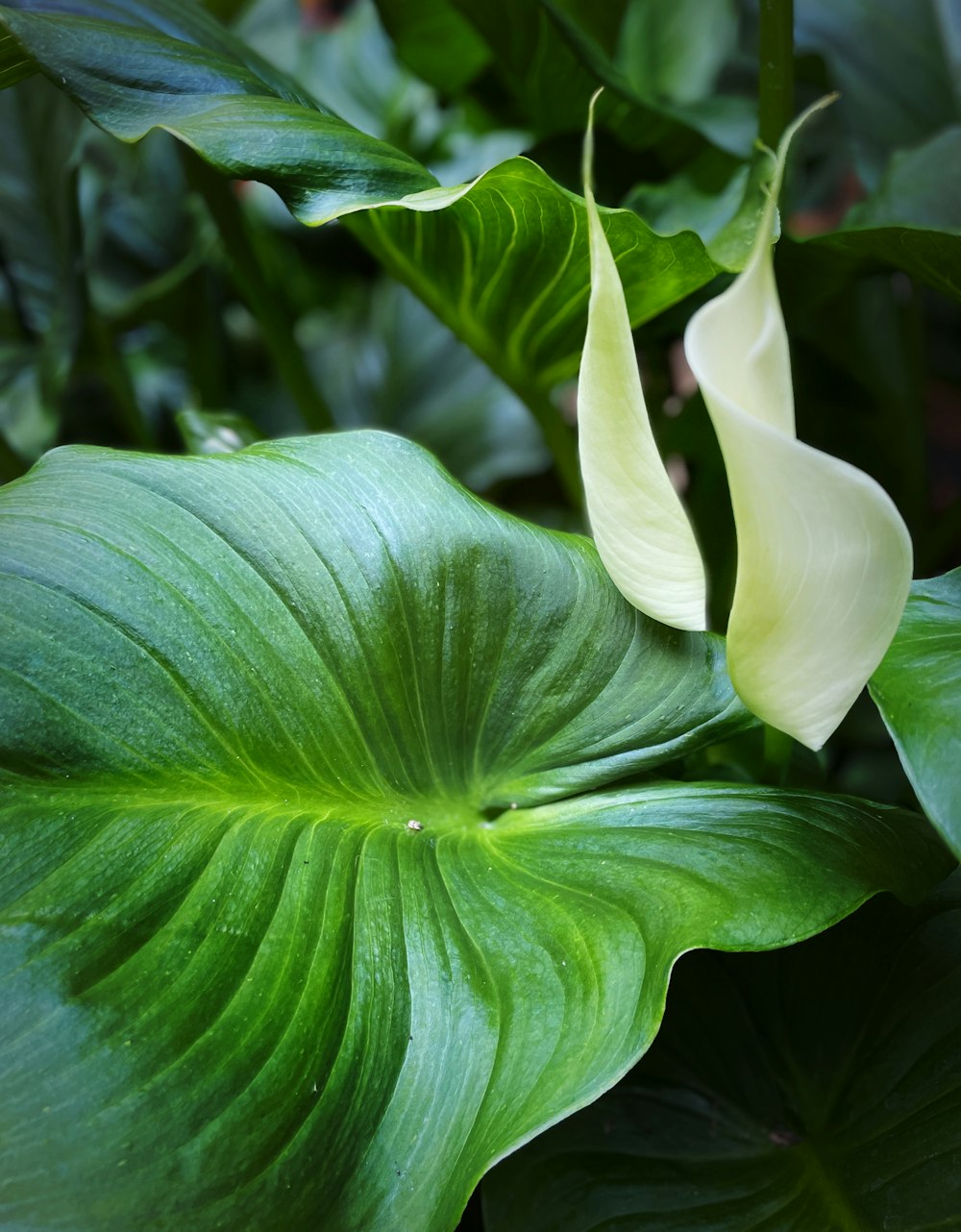 a close up of a large green leafy plant