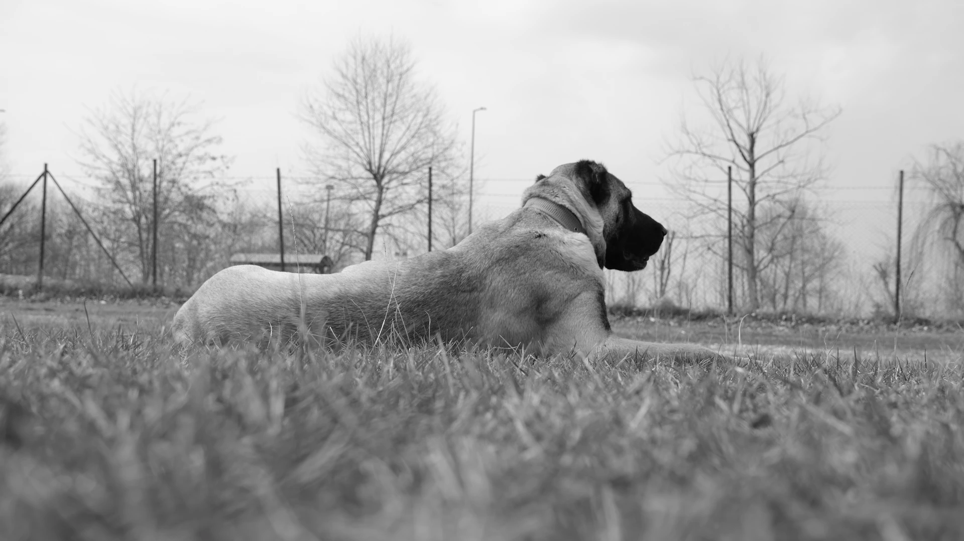 a black and white photo of a dog laying in the grass