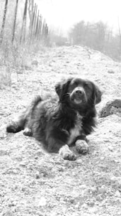 A black and white photograph of a dog lying on a rough, gravel path. The dog appears to be relaxed and is looking at the camera. The background shows a fence on the left side and some trees in the distance with a foggy atmosphere.
