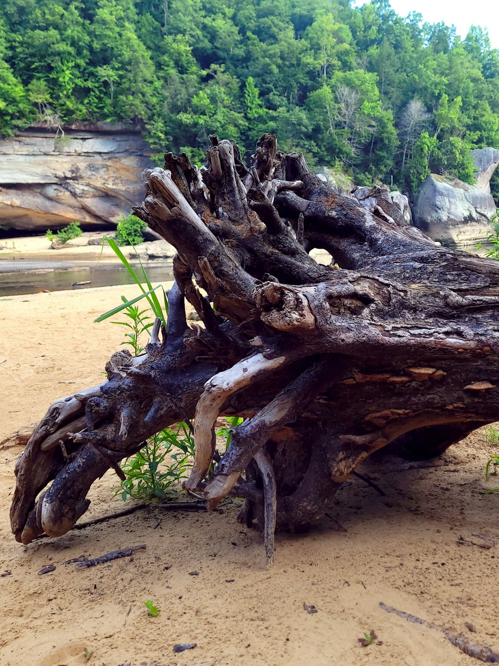 a large piece of driftwood sitting on top of a sandy beach