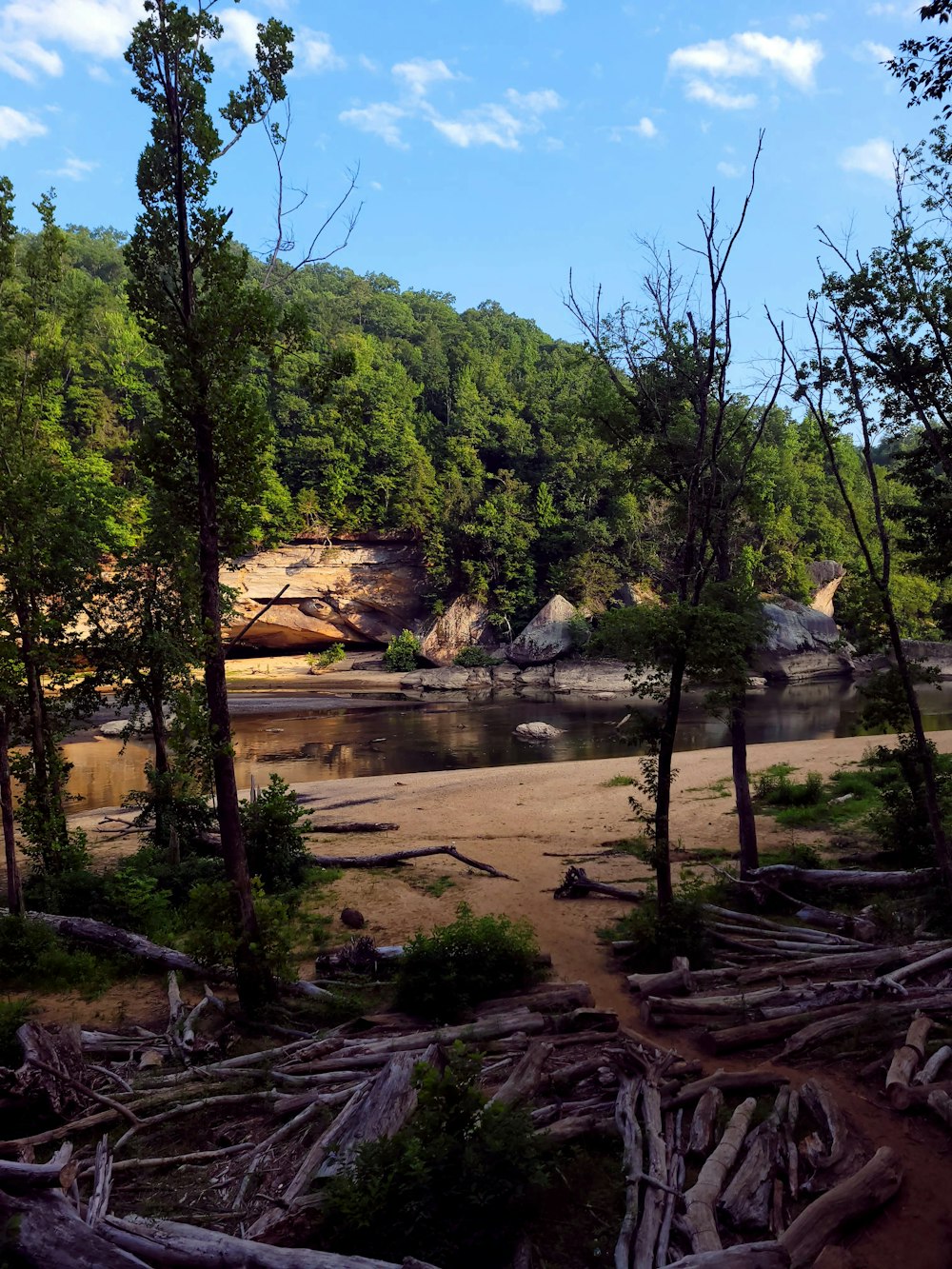 a river running through a forest filled with lots of trees