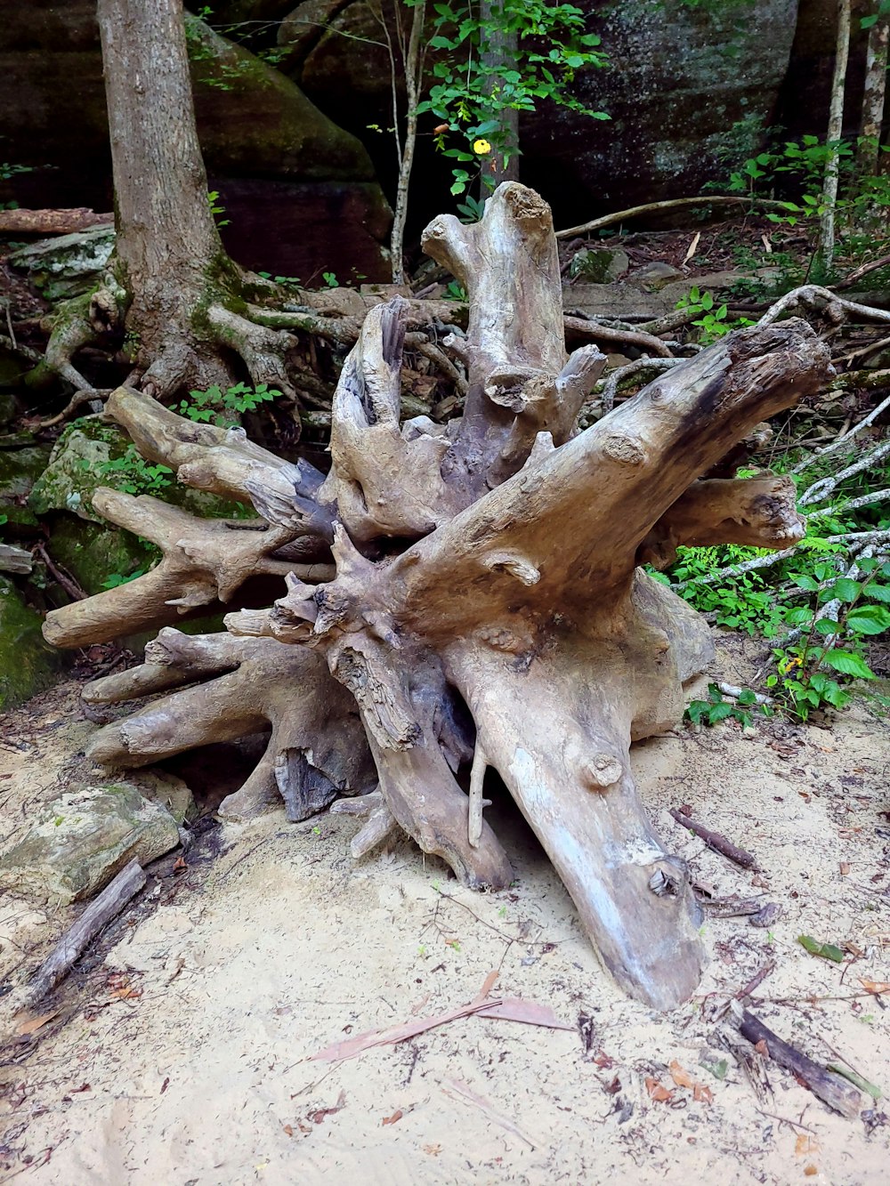 a very large tree stump in the middle of a forest