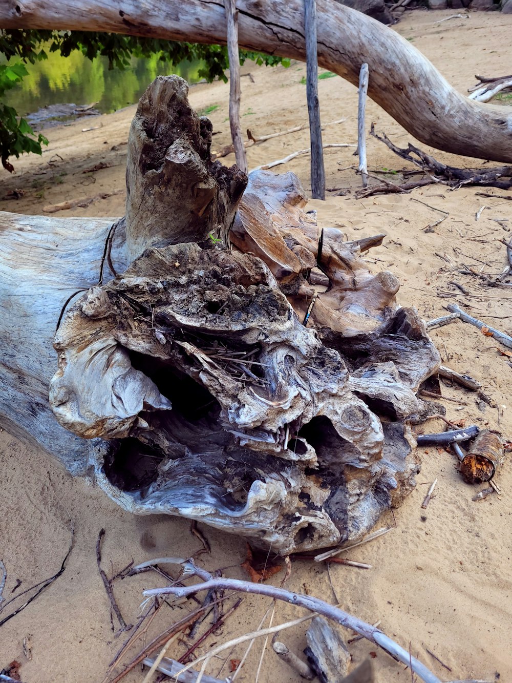 a piece of drift wood on a beach