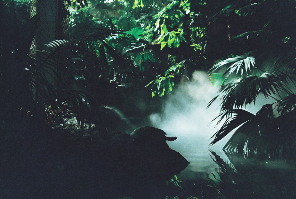 a man in a hat standing in a jungle