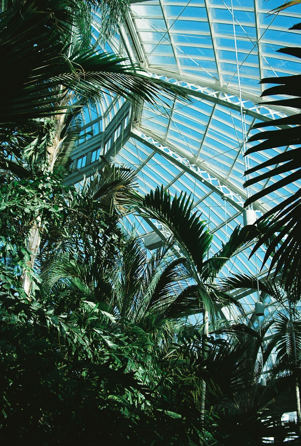 a palm tree inside of a large glass building