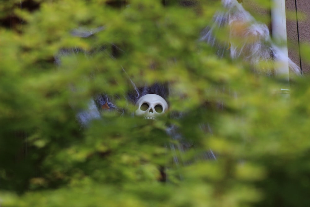 a fake skeleton is seen through the branches of a tree
