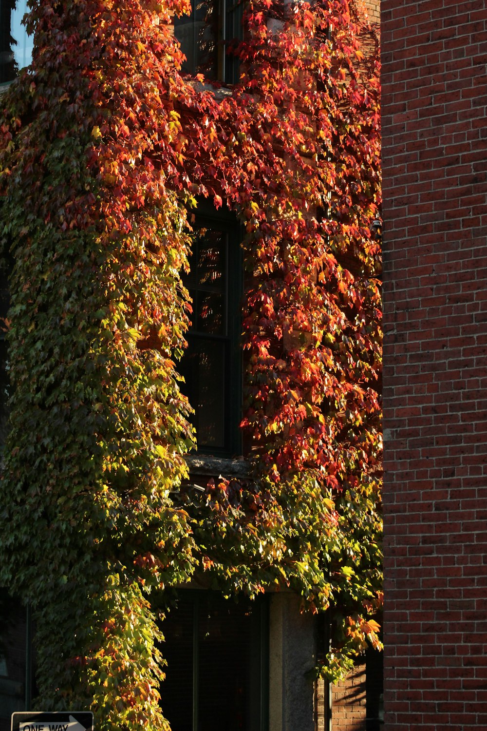 a tall brick building covered in lots of green and red leaves