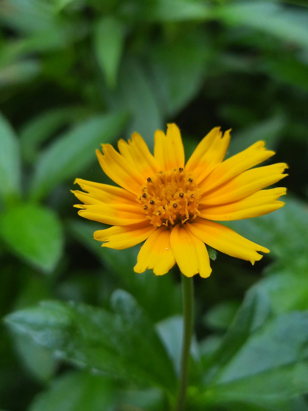 a yellow flower with green leaves in the background