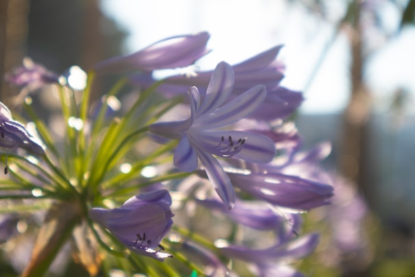 Softly blurred background with a sharp focus on a delicate bridal bouquet.