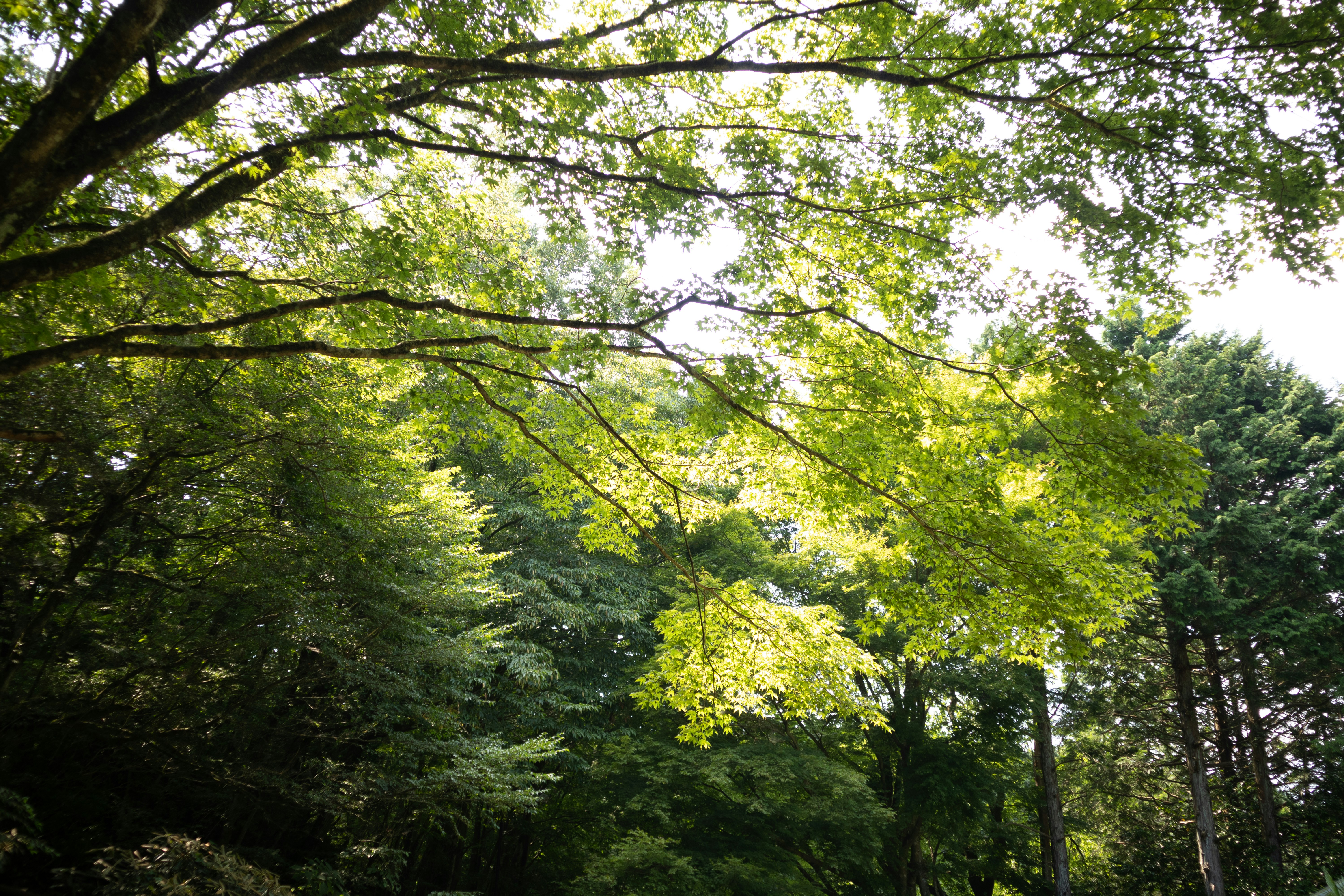 Photo by takatsuchida