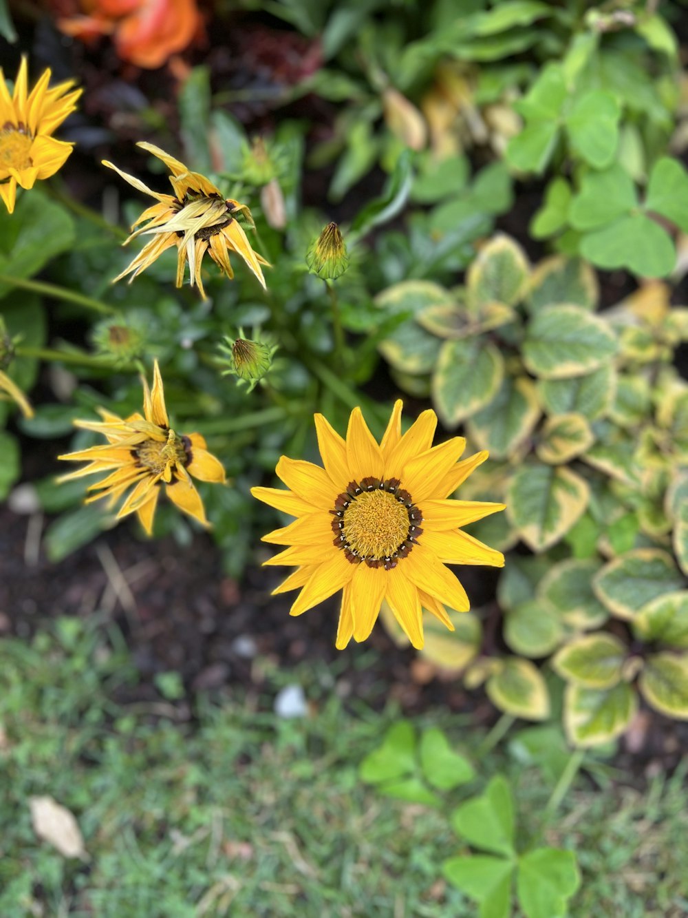 a group of yellow flowers in a garden