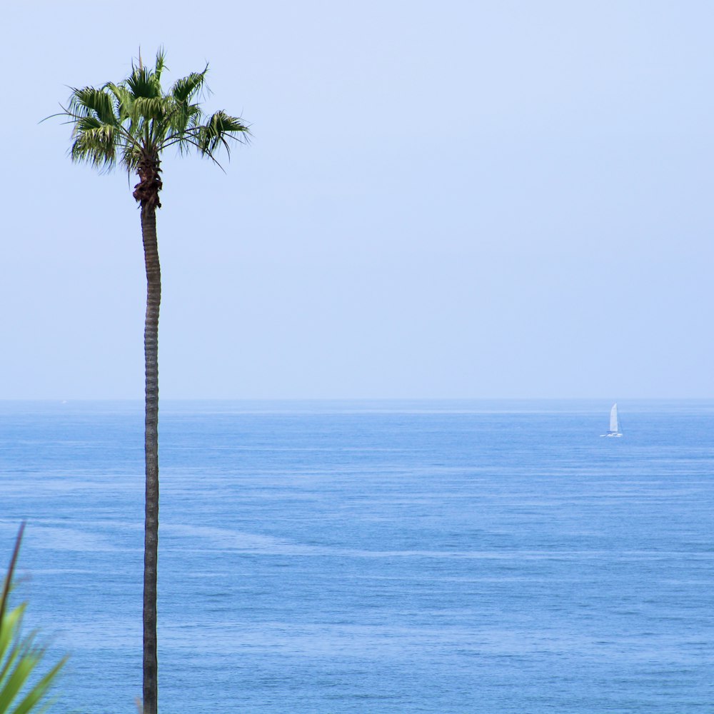 two palm trees and a sailboat in the distance