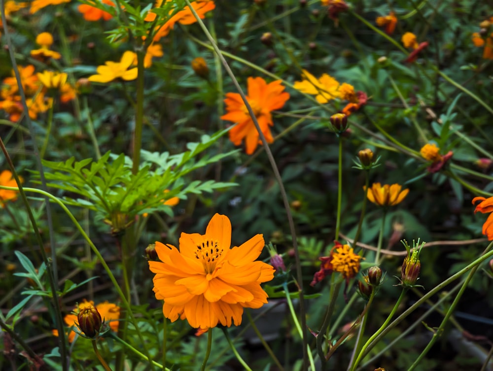 a bunch of orange flowers in a field